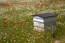 Traditional Bee Hive in wildflower meadow, Chilterns, Buckinghamshire, UK