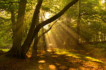 RF- Shaft of Sunlight in Beech woodland in autumn, Ashridge, Hertfordshire, UK. (This image may be licensed either as rights managed or royalty free.)