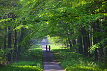 Two people riding along country lane through Beech woodland,  Holkham, Norfolk, UK, May