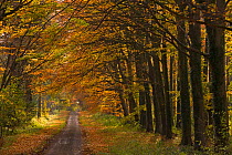 Country lane through Beech woodland, Holkham, Norfolk, UK, November