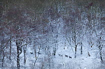 Herd of Fallow deer (Dama dama) in Beech woodland in snow, Chilterns, Hertfordshire, UK