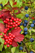 Sloe berries / Blackthorn (Prunus spinosa) and red Pyracanthus berries, UK