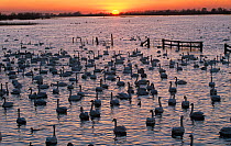 Flock of Bewick swans (Cygnus columbianus) feeding at dusk in winter, Cambridgeshire, UK,