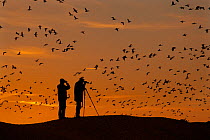 Silhouette of birdwatchers watching flock of Pink-footed geese (Anser brachyrhynchus) Norfolk