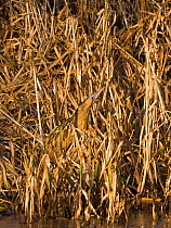 Bittern (Botaurus stellaris) camouflaged amongst reeds on saltmarsh, East Anglia, UK