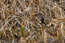 Bittern (Botaurus stellaris) camouflaged amongst reeds on saltmarsh, East Anglia, UK