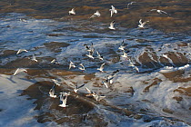 Flock of Black Headed Gulls (Chroicocephalus ridibundus) flying over breaking waves, winter plumage, UK