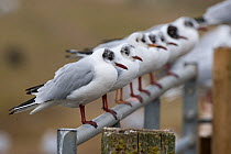 Row of Black-headed gulls (Chroicocephalus ridibundus) perched on fence, winter plumage, Norfolk, UK