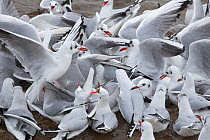 Flock of squabbling Black-headed gulls (Chroicocephalus ridibundus) winter plumage, Norfolk, UK