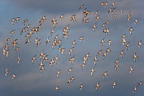 Large flock of Black-tailed godwit (Limosa limosa) in flight, winter plumage, Norfolk, UK, March
