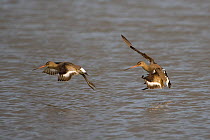 Two Black-tailed godwits (Limosa limosa) in flight, winter plumage, Norfolk, UK, March