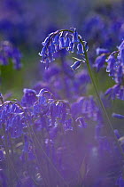 Bluebell flowers (Hyacinthoides non-scripta) UK, May