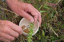 Botanist extracting seed from Field Cow Wheat (Melampyrum sp) which is nearly extinct in UK