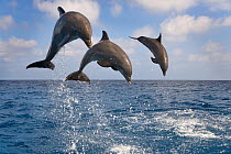 RF- Three Bottle-nosed dolphins (Tursiops truncatus) breaching, Bay Islands, Honduras, Caribbean. Controlled conditions. (This image may be licensed either as rights managed or royalty free.)