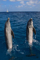 Two Bottle-nosed dolphins (Tursiops truncatus) spy hopping, Bay Islands, Honduras, Caribbean. Controlled conditions