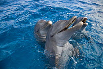 Three Bottle-nosed dolphins (Tursiops truncatus) spy hopping, Bay Islands, Honduras, Caribbean. Controlled conditions