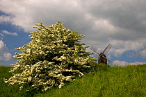 Hawthorn (Crataegus monogyna) tree in flower, Brill windmill, Buckinghamshire, UK, May