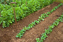 Broad bean plants (Vicia fabia) growing in vegetable garden, UK, May