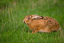 European brown hare (Lepus europaeus) in grass, UK, March