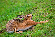 European brown hare (Lepus europaeus) in grass, stretching, UK, March