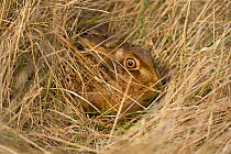 European brown hare (Lepus europaeus) in long grass, camouflaged, UK, March