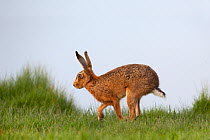 European brown hare (Lepus europaeus) running, UK, March