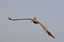 Brown pelican (Pelecanus occidentalis) in flight, Florida, USA