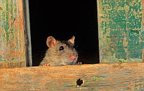 Brown rat (Rattus norvegicus) peering out from building, UK