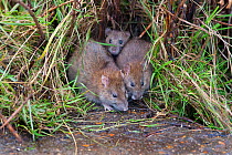 Brown rats (Rattus norvegicus) at edge of duck pond, Norfolk, UK