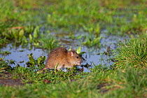 Brown rat (Rattus norvegicus) feeding at duck pond, Norfolk, UK