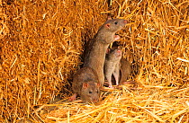 Brown rats (Rattus norvegicus) amongst straw bales, Norfolk, UK