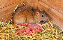 Brown rats (Rattus norvegicus) with newborn young in nest, Norfolk, UK