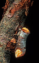 Bufftip moth (Phalera bucephala) camouflaged on branch, UK