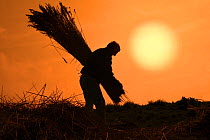 Silhouette of man bunching cut reeds for thatching, sunset, Cley Marsh, Norfolk, UK