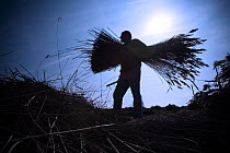Silhouette of man carrying cut reeds for thatching, sunset, Cley Marsh, Norfolk, UK