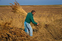 Man bunching cut reeds for thatching, Cley Marsh, Norfolk, UK