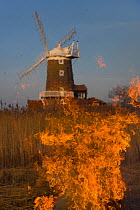 Burning reeds on Cley Marsh with windmill in background, Norfolk, UK