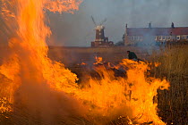 Burning reeds on Cley Marsh with windmill and village in background, Norfolk, UK