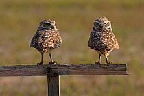 Burrowing Owl (Athene cunicularia) two perched on rail, looking backwards, Florida, USA