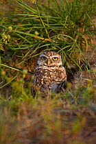 Burrowing Owl (Athene cunicularia) at burrow entrance in grass, Florida, USA