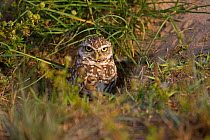 Burrowing Owl (Athene cunicularia) at burrow entrance in grass, Florida, USA