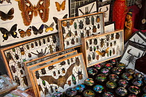 Insect and bat specimens for sale in street market, Bangkok, Thailand