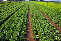 Rows of lettuces growing in field in the Fens, Cambridgeshire, UK, Summer