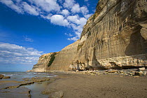 Cliffs and coastal scenery at Cape Kidnappers, North Island, New Zealand