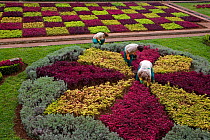 Gardeners working on Bedding plants in the Botanic gardens, Funchal, Madeira, Portugal