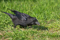 Carrion crow (Corvus corone) in meadow feeding, Norfolk, UK