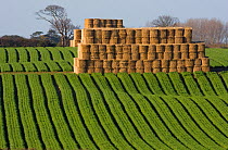 Large crop of Carrots growing in field with stack of round straw bales, Norfolk, UK, November