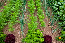 Vegetable garden with rows of carrots, onions and beet spinach, Norfolk, UK