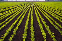Large field of Celery growing in rows on fenland, Cambridgeshire, UK