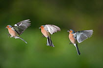 RF- Chaffinch (Fringilla coelebs) male in flight, showing flight sequence, Composite image. (This image may be licensed either as rights managed or royalty free.)